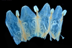 Corolla, dissected