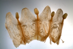 Corolla, dissected