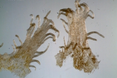 Infrastaminal scales