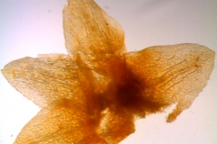 Calyx, dissected