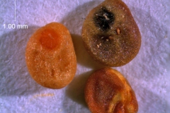 Seeds