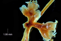 Inflorescence fragment