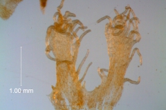 Infrastaminal scales