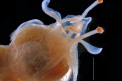 Text1capsule capped by corolla 