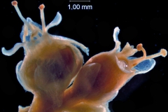 capsule capped by corolla and flower